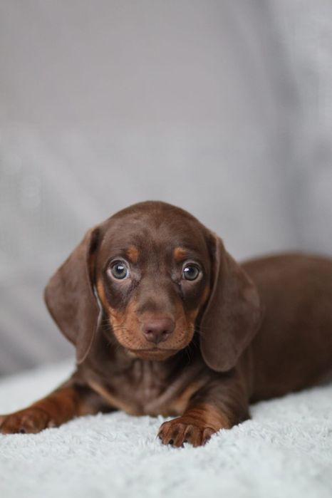 *** Jamnik czekoladowy**