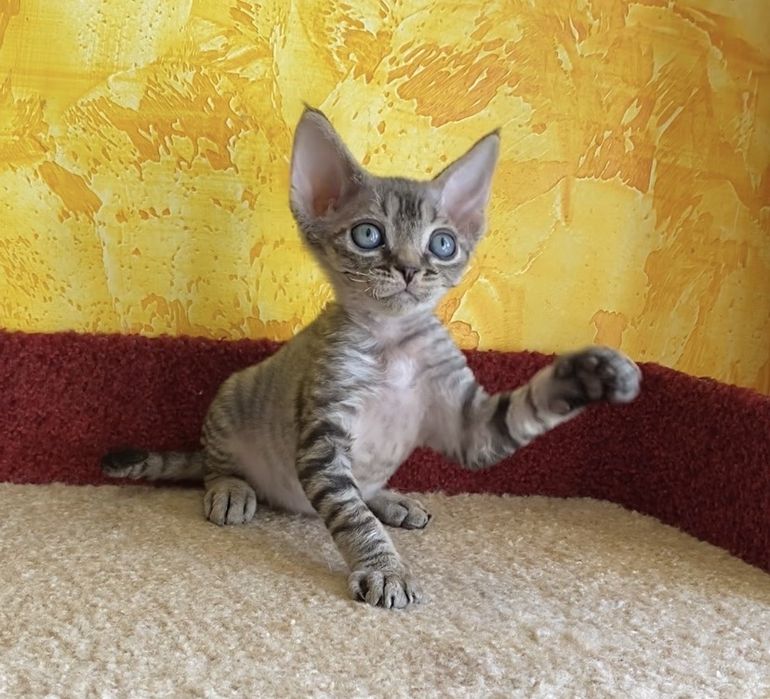 Девон рекс котики
