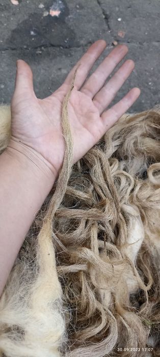 Продам вовну, шерсть з овець, не миту .