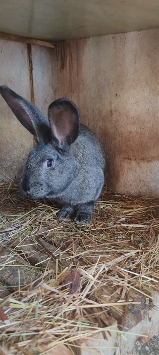 Продам кролів ціна