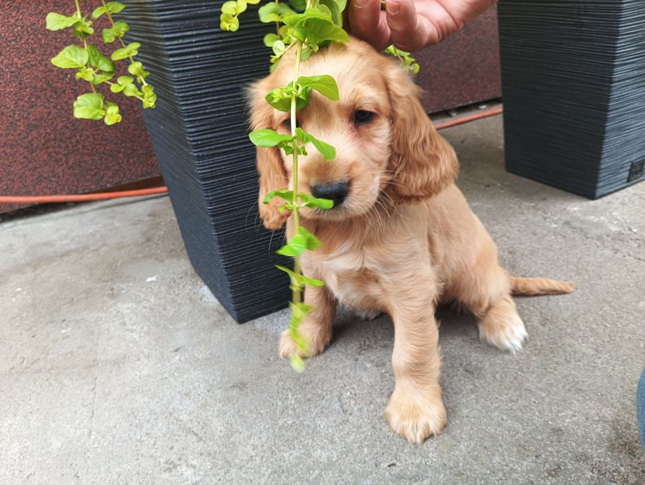 Piękne pieski Cocker spaniel