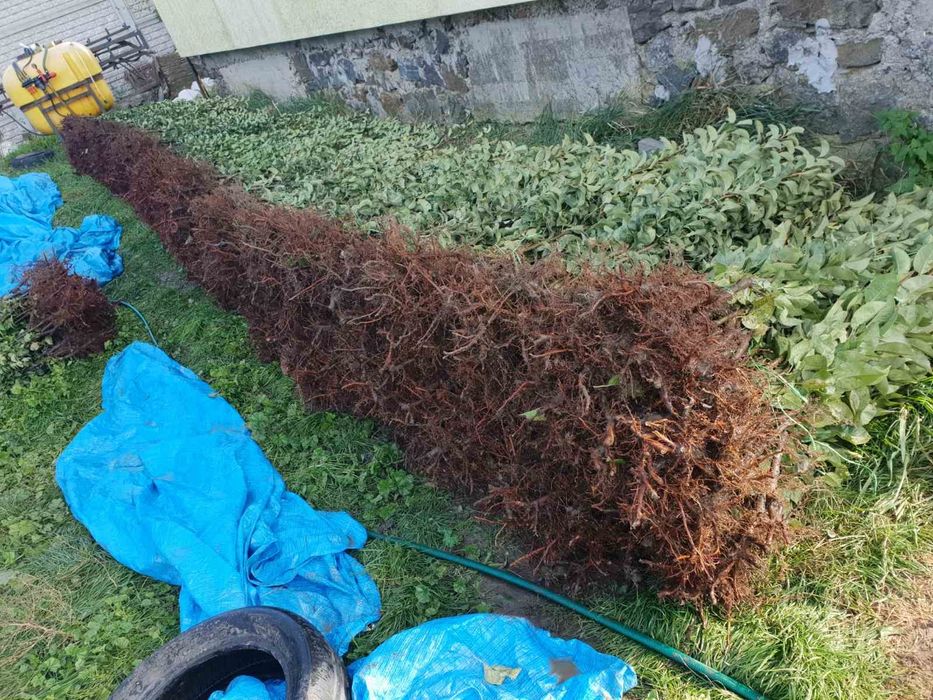 Саджанці груші, персика