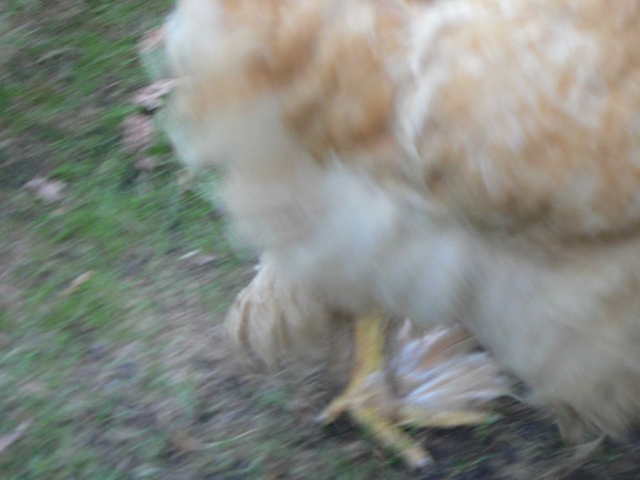 Kochin olbrzymi kura i kogut