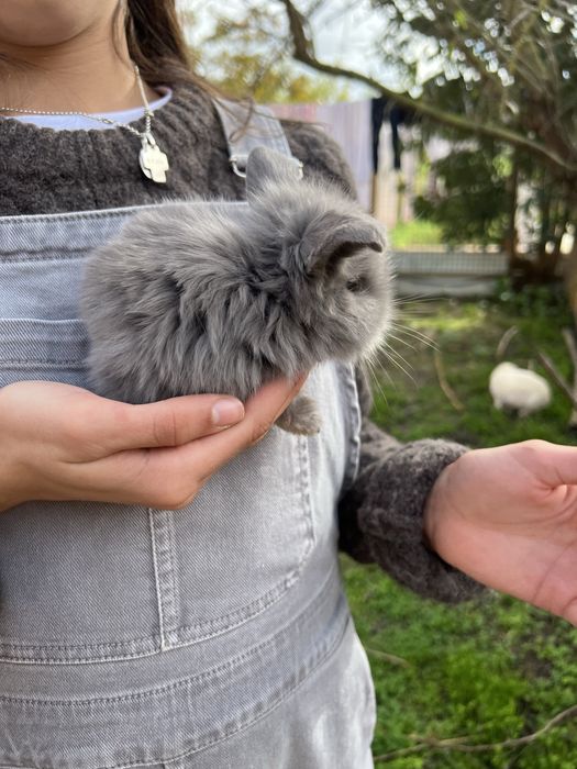 Coelho anão orelhudo/ belier