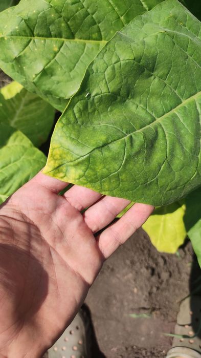 Продам семена табака ,махорки!!! АКЦІЯ!!!