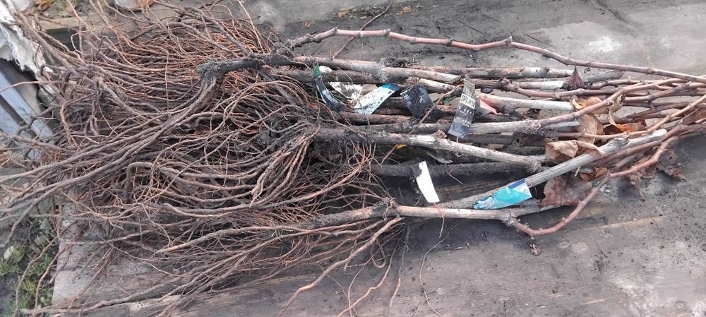 Саджанці винограда весна  2026. Киш Миш, Столовий