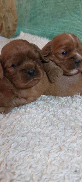 Cavalier king charles spaniel