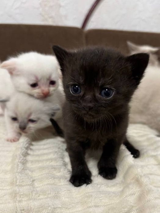 Шотландські котята