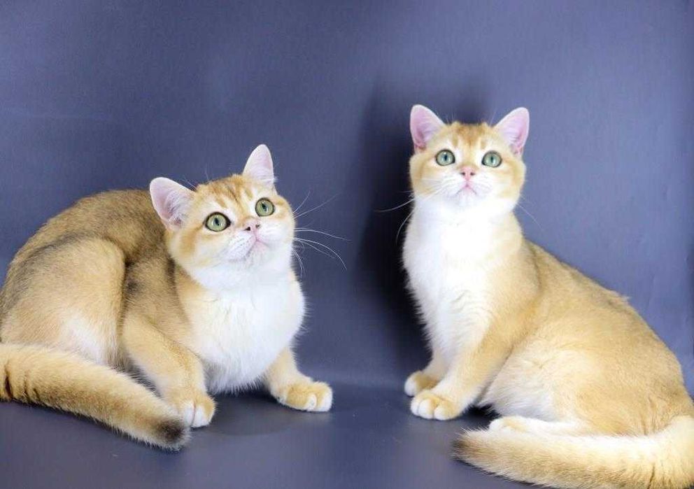 Хлопчики та дівчатка британської породи. Чистокровні золоті шиншили