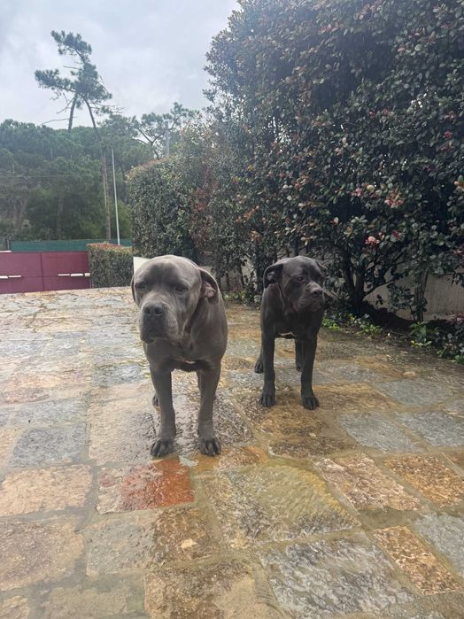 2 Cane Corso Italiano para adopção
