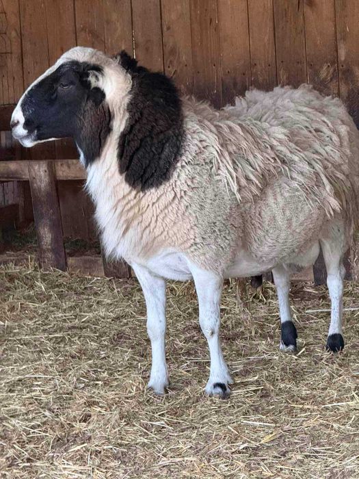 Розпродаж худоби