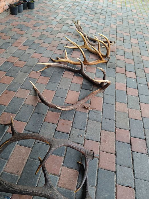 Poroże Rogi Zrzuty 10.2 kg