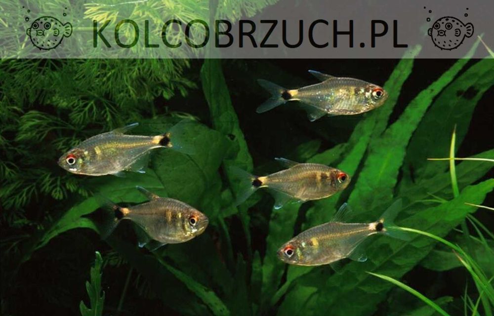 Zwinnik latarnik - Hemigrammus ocellifer - dowóz, wysyłka