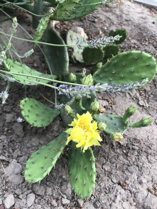 Кактус на відкритому грунті