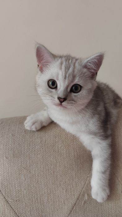 Щотландські кошенята, котик