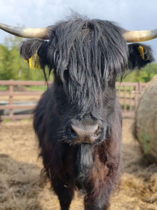 Krowa 4letnia rasy Higland Cattle, szkocka krowa