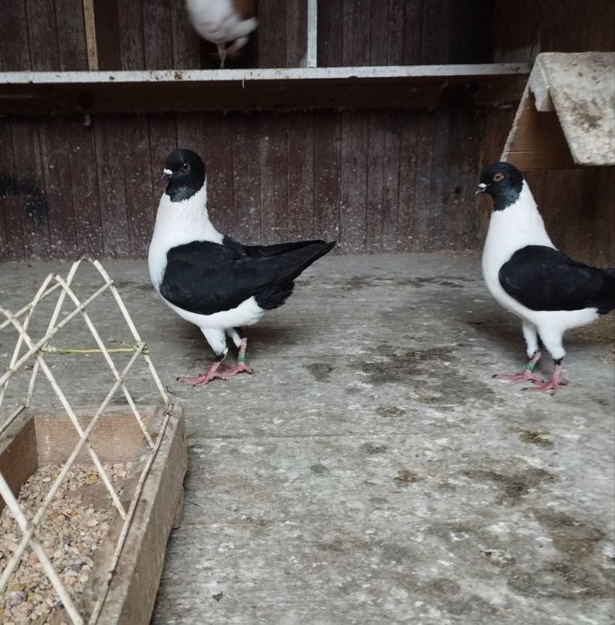 Modena niemiecka Modeny kuraki gołębie