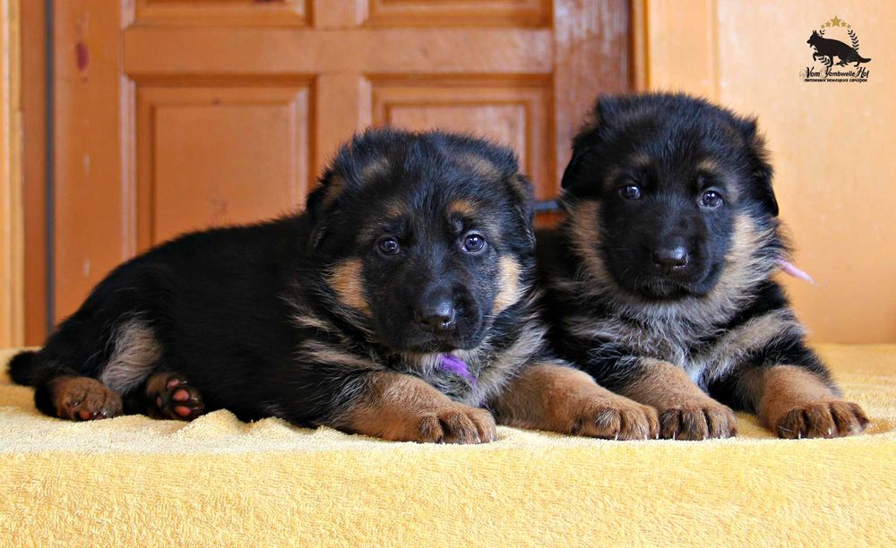 Чепрачні цуценята, внуки 1-го відбірника Німеччини! Німецька вівчарка!