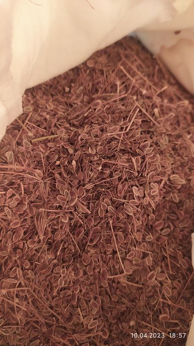 Продаются семена укропа