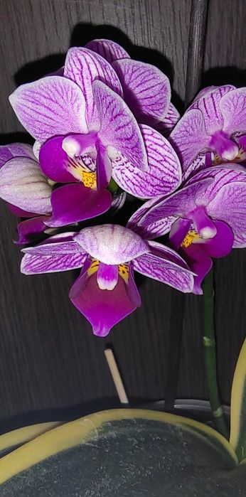 Орхідея Фаленопсис Sogo Vivien Сого Вівьен