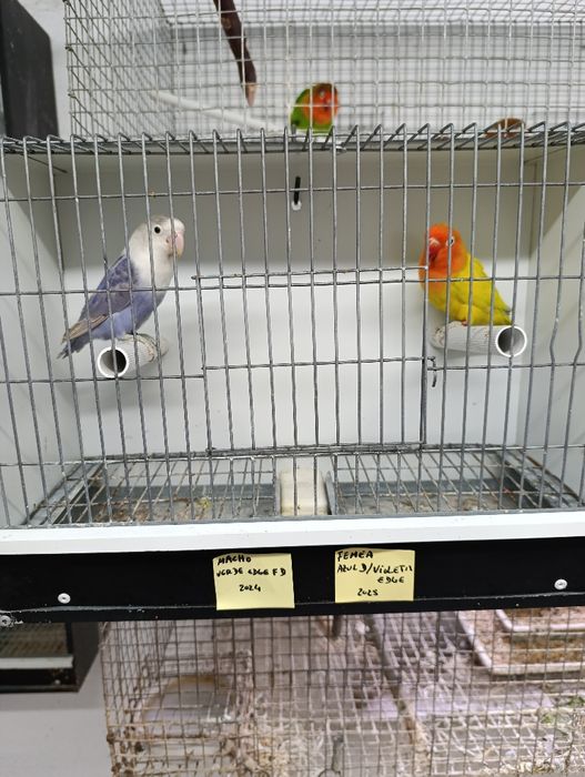 Casal de agapórnis fischeris