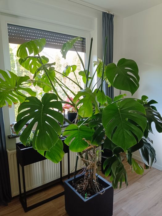 Monstera - duży kwiat