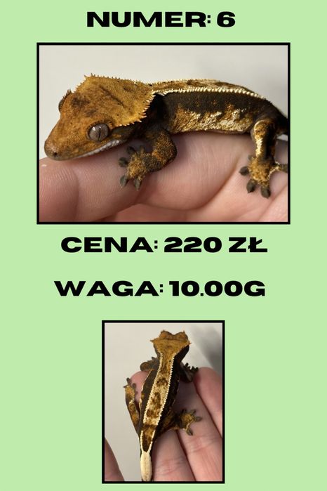 Gekon Orzęsiony, promocja