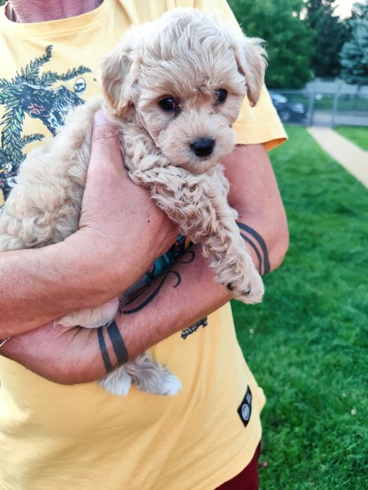 Szczeniaki Maltipoo