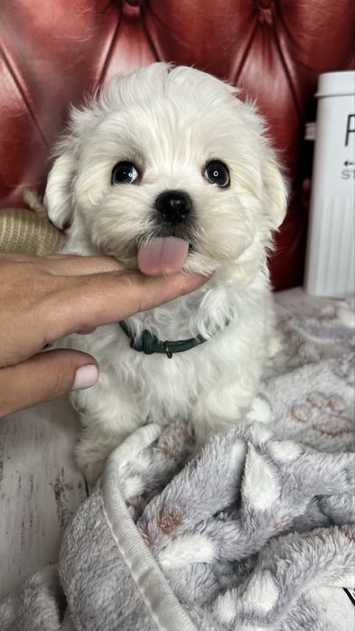 Мальтійська болонка (шоу-клас) – цуценята з документами