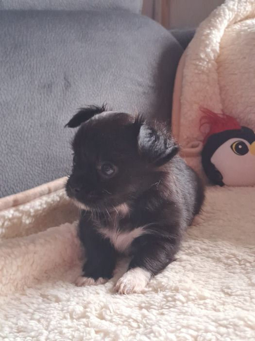 Chihuahua macho pelo comprido