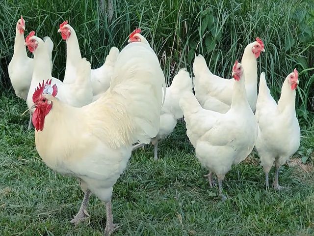 Яйце на інкубацію породистих курей.Джерсійський гігант Голубий,білий.