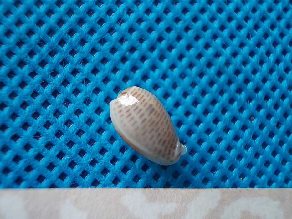 Muszle morskie- Persicula imbricata