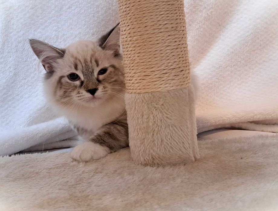 Kotka Neva Masquerade – żółta obróżka miot Mimi, Siła Syberii