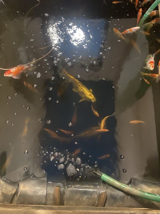 Карп Кои, Комета, рыба для пруда.