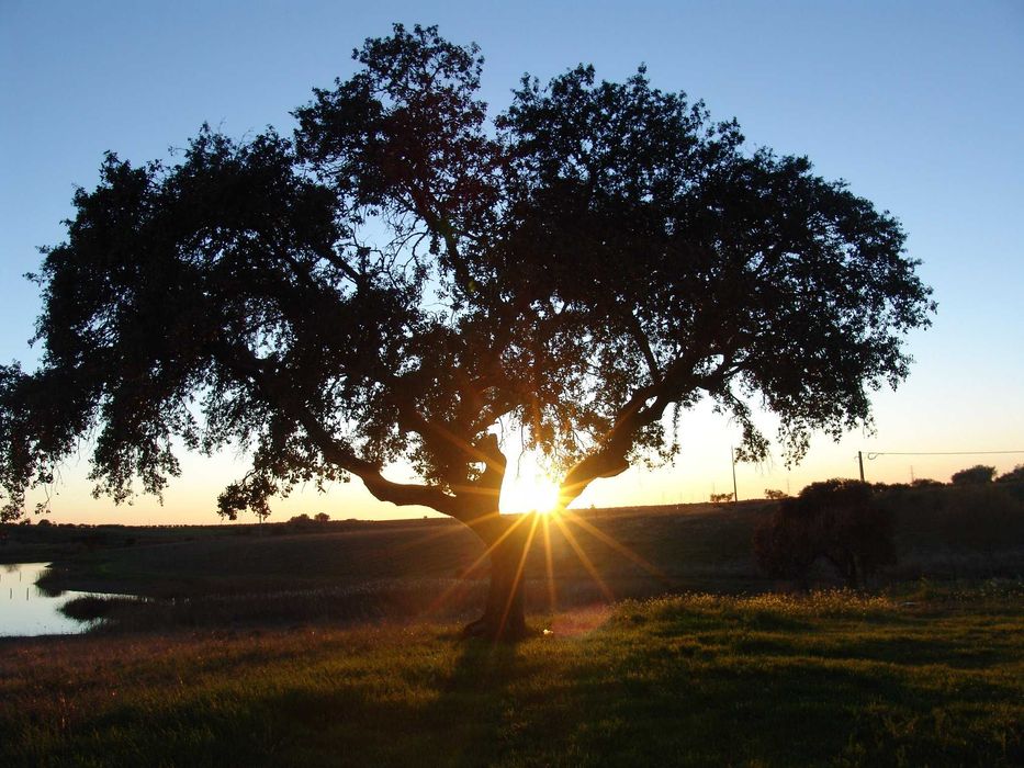 FÉRIAS Monte Alentejano