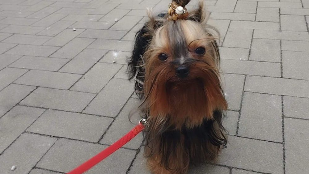 York Yorkshire terrier Typ laleczki rodowód microchip wyprawka