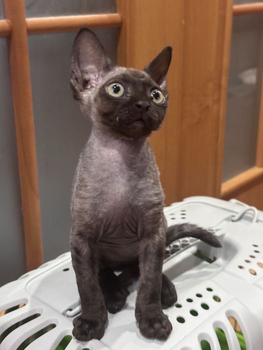 Котенок Девон Рекс