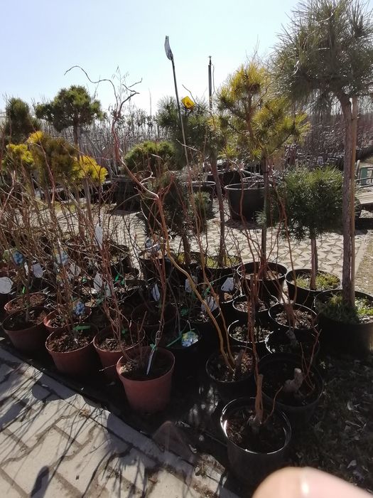 Wycinka i pielęgnacja drzew