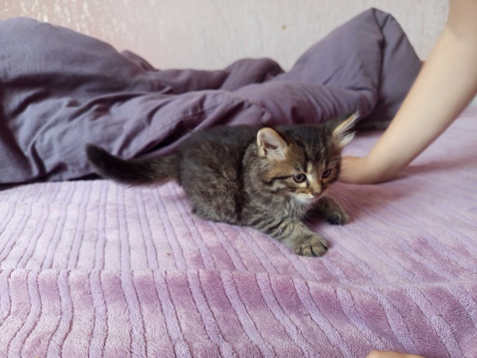 Кошенята як тигренята 1,5 місяця