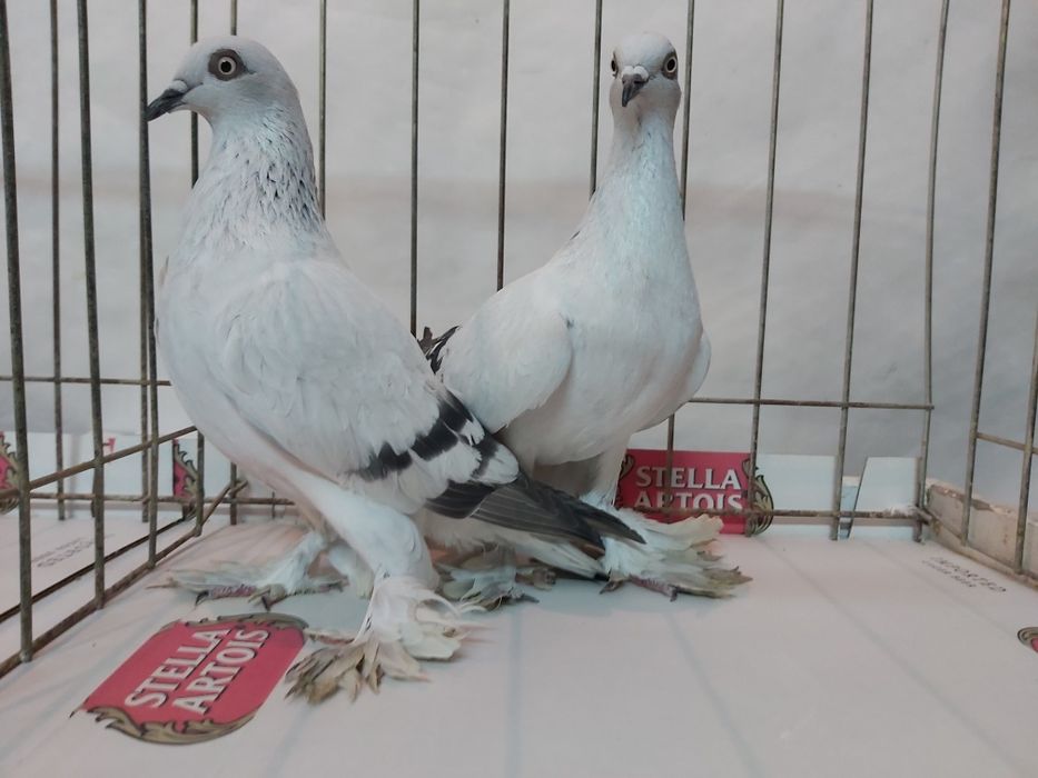 Gołębie Jasne Żałobne Kosmate