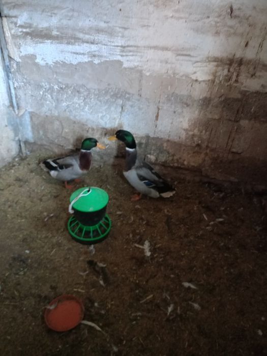 Kaczki staropolskie, żywe i tuszki