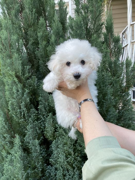 ТЕРМІНОВО !!!Бишон фризе , бішон фрізе