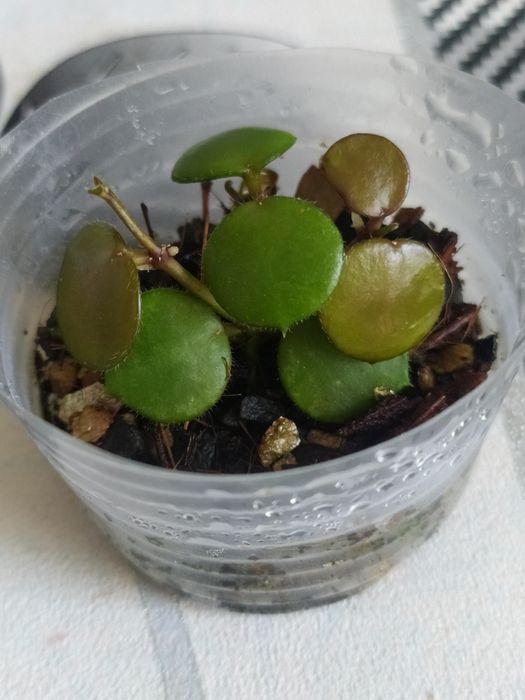 Hoya Peltata. Хойя Пельтата.: 400 грн. - Комнатные растения Луцк