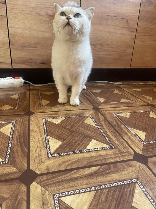 Кошка шотландская шиншилла