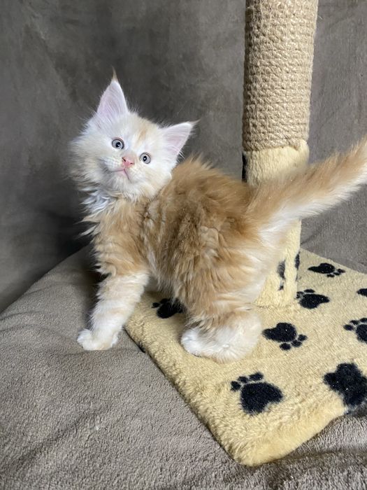 Ласкаві Мейн-кунчики