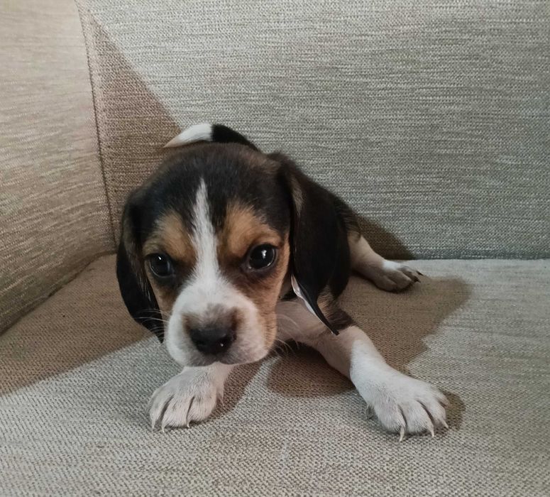 Beagle macho maravilhoso