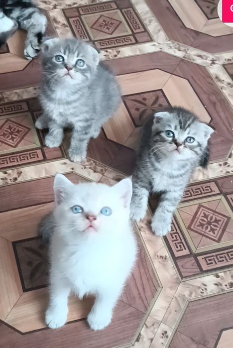 Шотландские котята