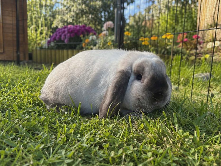 Mini lop syjamki samiczka