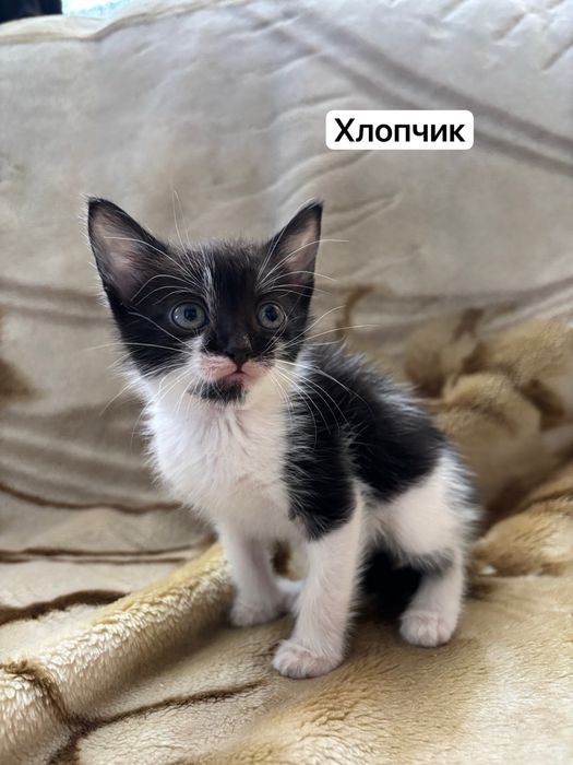 Віддам гарненьких кошенят, два хлопчика і дві дівчинки. Котята в хорошие руки пушистые