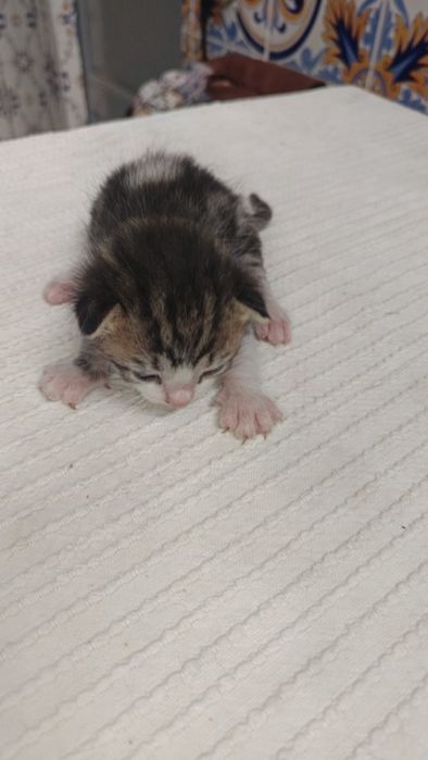 Gatinhos bebés para adoção